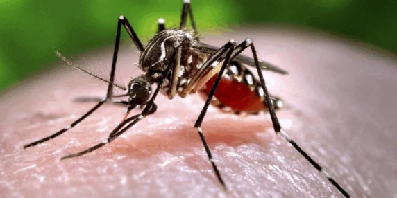 Zika és Covid: Hamis pozitív pánik a világban!